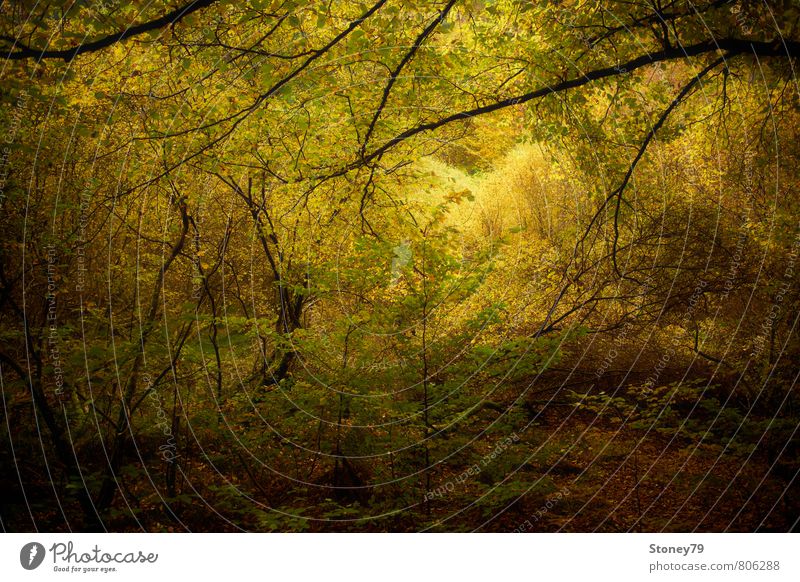 Herbstwald Natur Landschaft Baum Blatt Ast Laubbaum Wald Laubwald dunkel natürlich wild braun mehrfarbig gelb grün Abenteuer Idylle Farbfoto Außenaufnahme