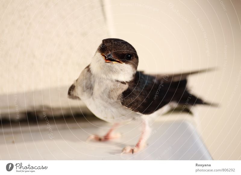 Schwalbe Umwelt Natur Tier Sommer Wildtier Vogel 1 ästhetisch kuschlig natürlich klug schön wild Abenteuer Leben Stolz Überleben Schwalben niedlich Tierporträt