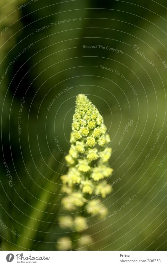 Wiesenzapfen Natur Pflanze Gras Grünpflanze Wildpflanze Farbfoto Außenaufnahme Nahaufnahme Makroaufnahme Menschenleer Tag Sonnenlicht Schwache Tiefenschärfe