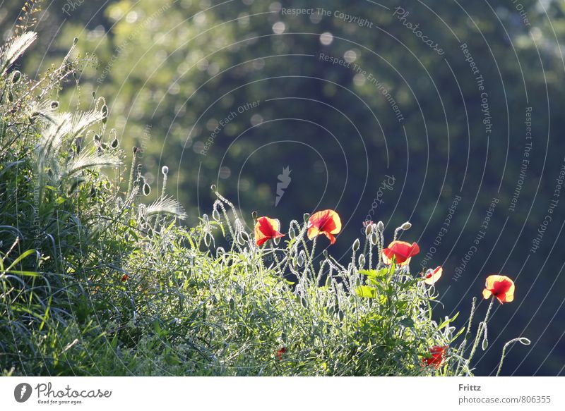 ... durchsonnt ... Natur Pflanze Sonnenlicht Sommer Schönes Wetter Blume Blüte Wildpflanze Mohn Klatschmohn Ruderalpflanze roter Mohn Mohnfeld Wiese Wiesenblume