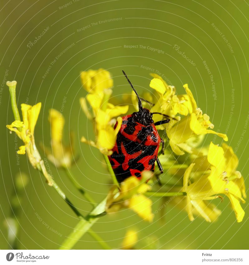 Feuerwanze Natur Pflanze Tier Wildpflanze Acker-Senf Kreuzblütler Brassiceae Sinapis arvensis Käfer Halbflügler Wanze Pentatomomorpha Pyrrhocoridea 1 Blühend