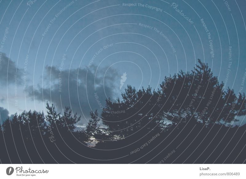 Mittsommer Umwelt Natur Landschaft Pflanze Himmel Wolken Nachthimmel Sonnenaufgang Sonnenuntergang Baum Sträucher dunkel natürlich blau Romantik Gelassenheit