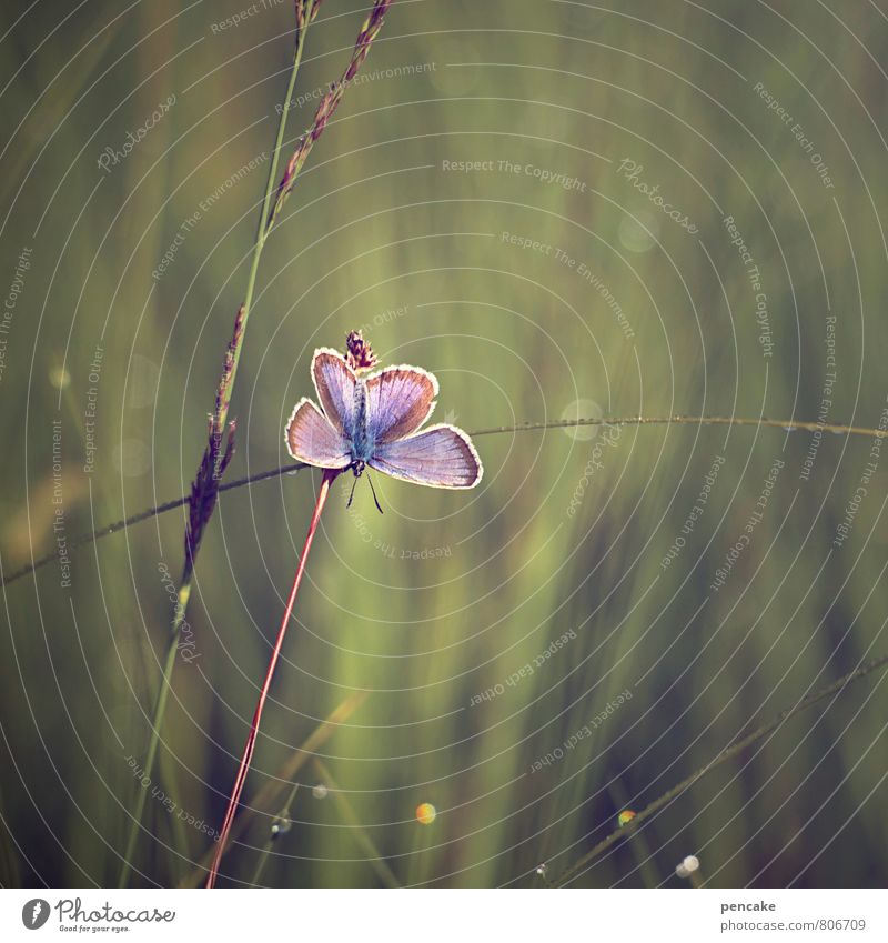 frühaufsteher Natur Pflanze Tier Urelemente Sommer Gras Sträucher Grünpflanze Wildpflanze Moor Sumpf Schmetterling 1 ästhetisch Lebensfreude Leichtigkeit