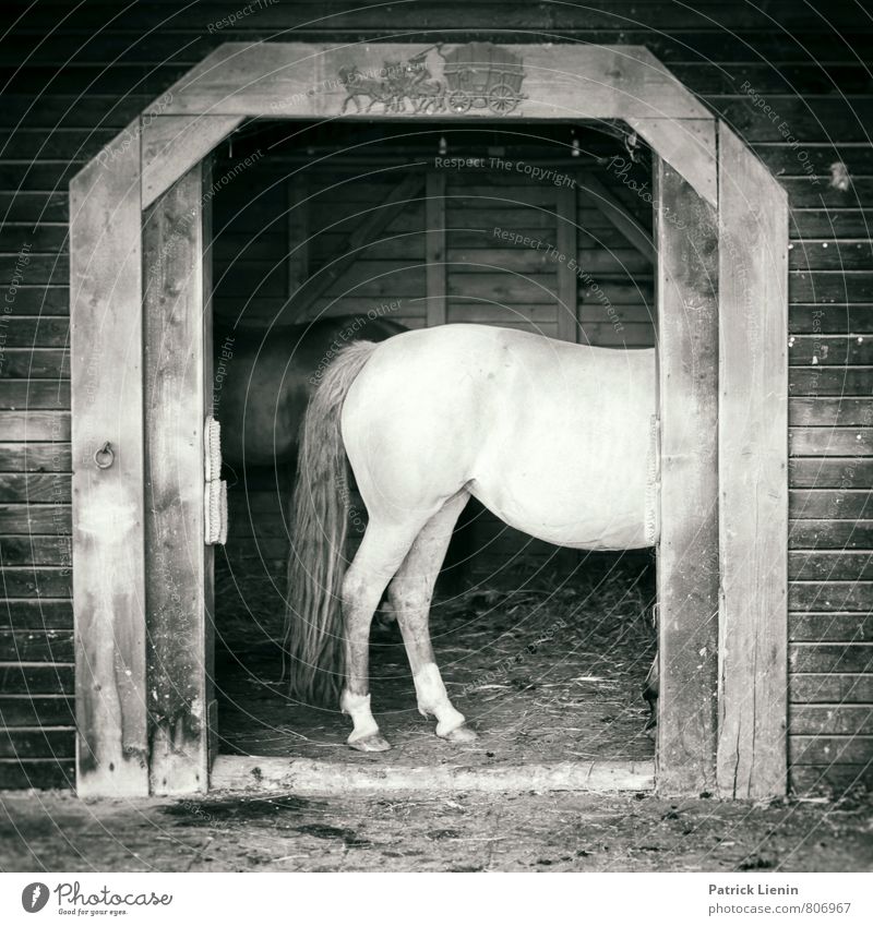 Pferd auf'm Flur Lifestyle schön Wellness Wohlgefühl Sinnesorgane Freizeit & Hobby Reiten Ferien & Urlaub & Reisen Ausflug Sommer Sport Umwelt Tier Nutztier 1