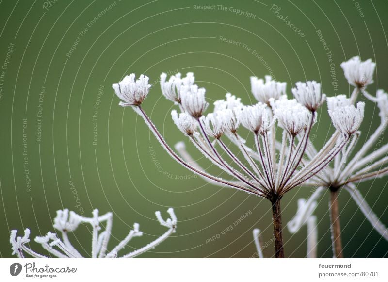 Frosty war nochmal da... Raureif kalt Winter ungemütlich schön Puderzucker Blüte Blume Pflanze Jahreszeiten grün filigran Eis kältegefühl frostgefühl Schnee