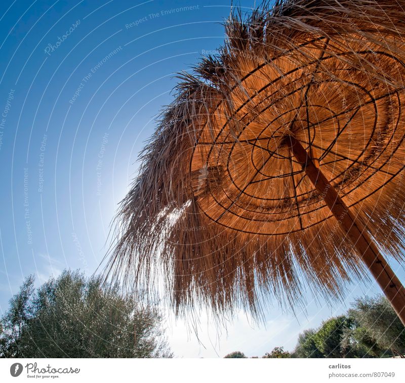 Schattiges Plätzchen Himmel Wolkenloser Himmel Sommer Wärme Erholung Sonnenschirm Ferien & Urlaub & Reisen mediterran Mallorca liegen träumen Paradies Ruhestand