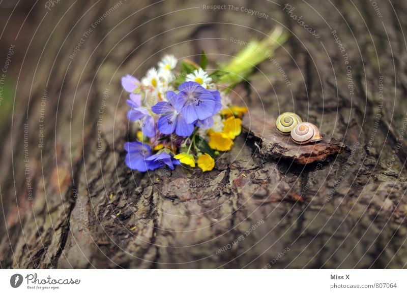 Stillleben Valentinstag Muttertag Natur Frühling Sommer Baum Blume Blüte Tier Schnecke 2 Blühend Blumenstrauß schenken Wiesenblume pflücken Schneckenhaus