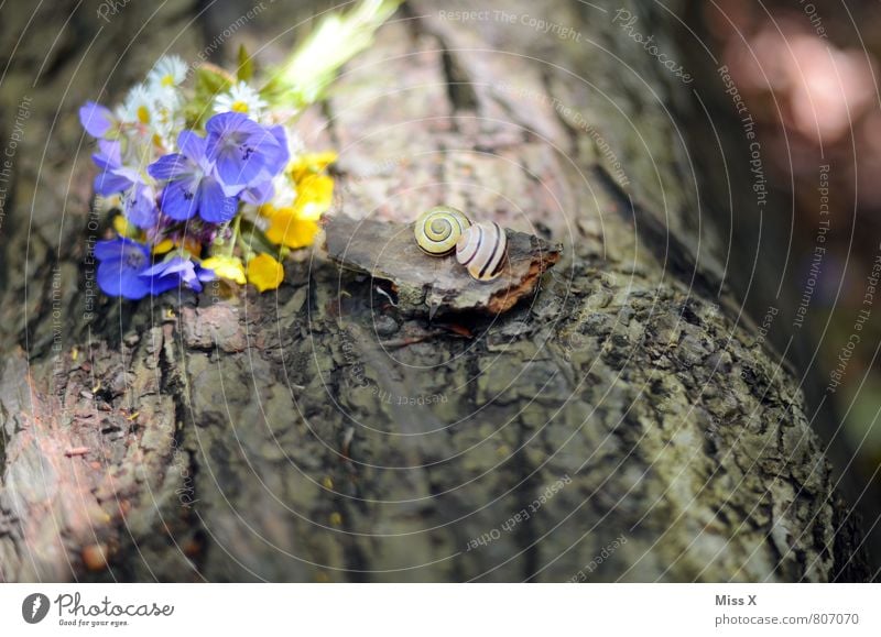 Stillleben Muttertag Frühling Sommer Blume Blüte Tier Schnecke Blühend Duft Gefühle Stimmung Sympathie Liebe Verliebtheit Romantik Liebeskummer Blumenstrauß