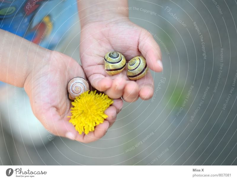 Wiesenfund Spielen Mensch maskulin feminin Kind Kleinkind Kindheit Hand 1 1-3 Jahre 3-8 Jahre Pflanze Tier Sommer Blume Blüte Schnecke klein Neugier niedlich