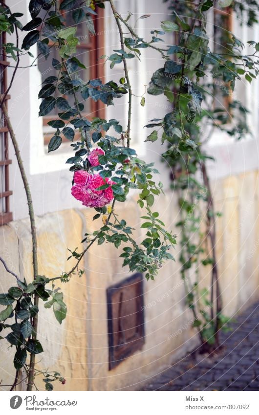 Rosenstrauch Wohnung Garten Sommer Sträucher Altstadt Fassade Blühend Duft hängen rosa Rosenblüte Dornröschen Ranke Farbfoto Außenaufnahme Menschenleer