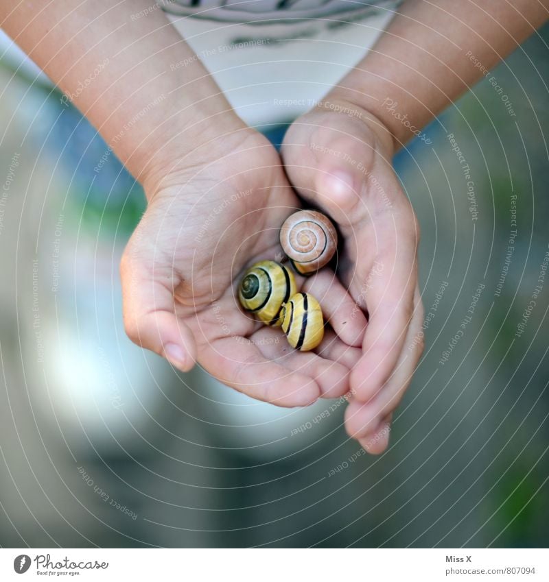 Schnecken Spielen Kinderspiel Mensch Kleinkind Mädchen Junge Kindheit Hand Finger 1 1-3 Jahre 3-8 Jahre Tier krabbeln klein niedlich Gefühle Stimmung Schutz