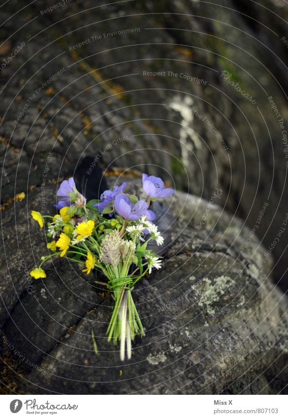 Blümchen Garten Muttertag Pflanze Frühling Sommer Blume Blüte Blühend Duft Blumenstrauß Wiesenblume Gänseblümchen Baumstamm erinnern Grabmal Grabschmuck