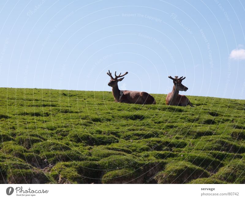 Jägermeister Erholungsgebiet Hirsche Ferien & Urlaub & Reisen Österreich Tier Zoo Österreicher Freizeit & Hobby Wiese Horn Damwild Säugetier Sommer Freude