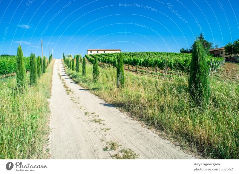 Weinberge und Wirtschaftsstraße in der Toskana Ferien & Urlaub & Reisen Sommer Haus Kultur Natur Landschaft Himmel Baum Wiese Hügel Straße grün Idylle Italien