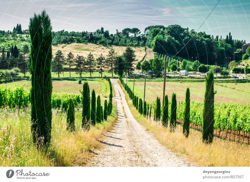 Weinberge und Wirtschaftsstraße in der Toskana Ferien & Urlaub & Reisen Sommer Haus Kultur Natur Landschaft Himmel Baum Wiese Hügel Straße grün Idylle Italien