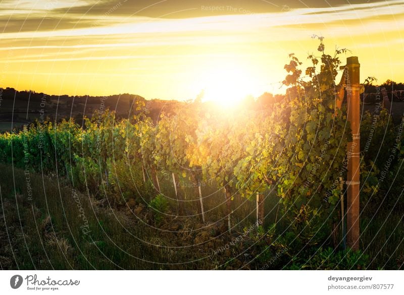 Wiener Innenhöfe bei Sonnenuntergang Frucht Ferien & Urlaub & Reisen Tourismus Natur Landschaft Himmel Herbst Baum Wachstum grün Weinberg Weingut Bauernhof