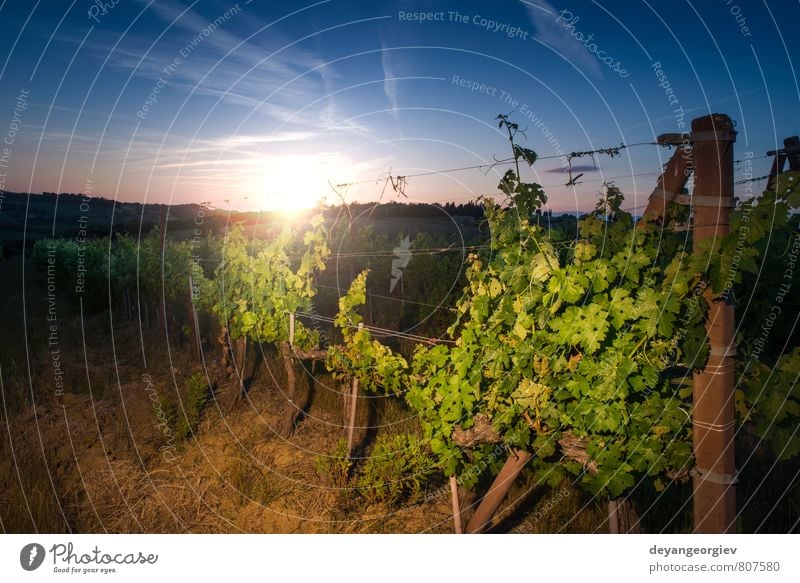 Wiener Innenhöfe bei Sonnenuntergang Frucht Ferien & Urlaub & Reisen Tourismus Natur Landschaft Himmel Herbst Baum Wachstum grün Weinberg Weingut Bauernhof