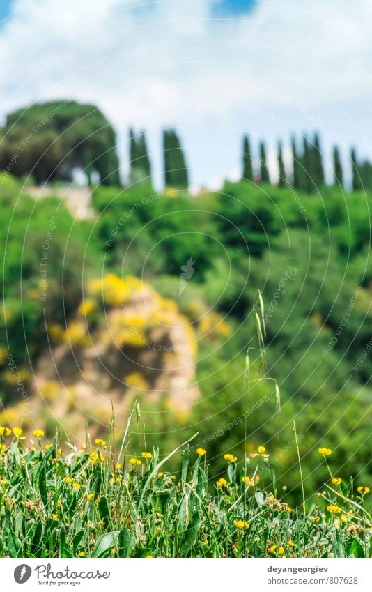 Toskanische Landschaft Sommer Haus Natur Baum Wiese Hügel Straße grün geheimnisvoll Idylle Toskana Italien Italienisch Bauernhof Feld ländlich toskanisch