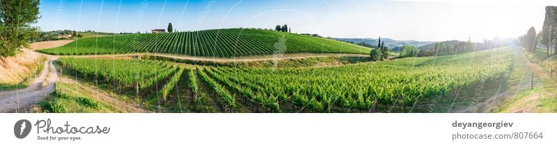 Weinberge in der Toskana. Panoramablick Ferien & Urlaub & Reisen Sommer Sonne Haus Natur Landschaft Pflanze Himmel Horizont Herbst Baum Hügel Straße Wachstum