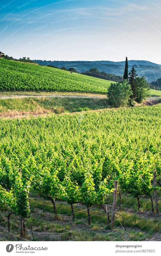 Weinberge in der Toskana Ferien & Urlaub & Reisen Sommer Sonne Haus Natur Landschaft Pflanze Himmel Horizont Herbst Baum Hügel Straße Wachstum grün Italien