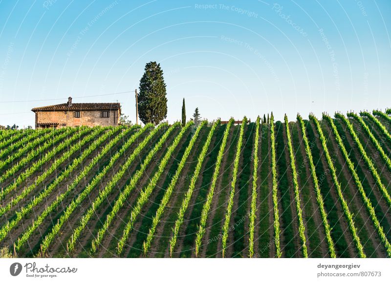 Weinberge in der Toskana Ferien & Urlaub & Reisen Sommer Sonne Haus Natur Landschaft Pflanze Himmel Horizont Herbst Baum Hügel Straße Wachstum grün Italien