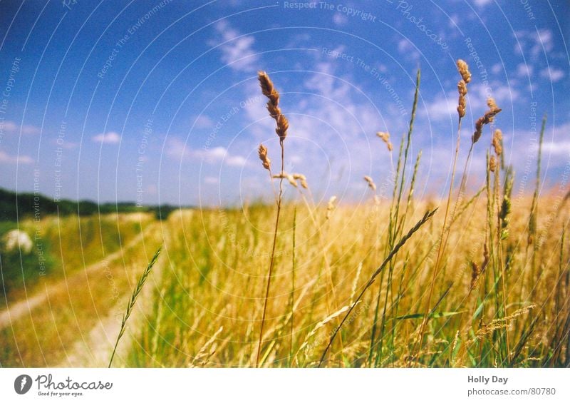 Meine Premiere... Feld Sommer Mittagspause Ähren Landleben Wege & Pfade August Blauer Himmel