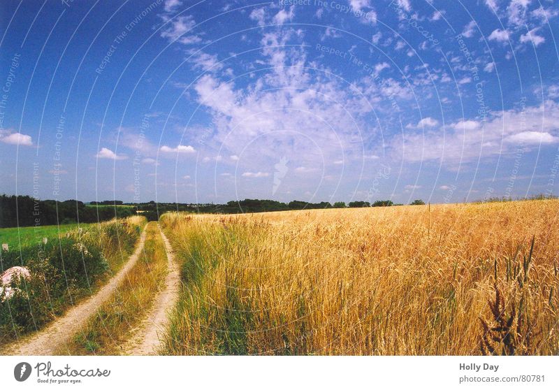 Dieser Weg... Feld Sommer Mittagspause Halm Wolken 2006 Ähren Landleben Wege & Pfade August Blauer Himmel