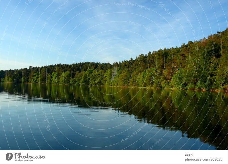 Wohlfühloase | abends in Brandenburg Natur Landschaft Wasser Wolkenloser Himmel Frühling Sommer Schönes Wetter Baum Küste Seeufer Erholung Schwimmen & Baden