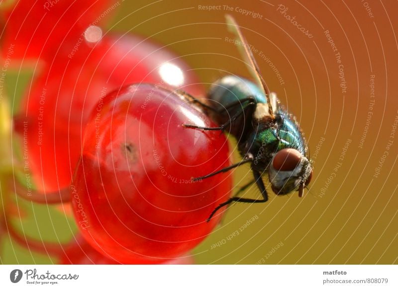 Fliege auf roter Beere Frucht Fingerfood Natur Sommer Schönes Wetter Tier Flügel 1 fliegen Fressen glänzend hell lecker listig niedlich süß Wärme grün schwarz