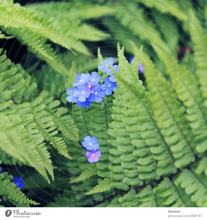 Blühender Farn Pflanze Frühling Blume Blüte Wildpflanze Wald Moor Sumpf ästhetisch schön klein natürlich braun grün Frühlingsgefühle Duft entdecken Idylle