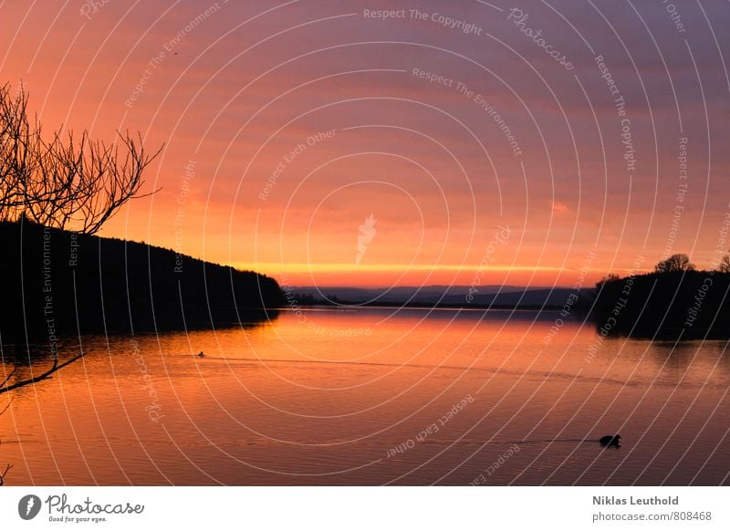 Morgendämmerung Natur Landschaft Sonne Sonnenaufgang Sonnenuntergang Sonnenlicht Frühling Schönes Wetter Baum Sträucher Wellen Seeufer Igelsbachsee