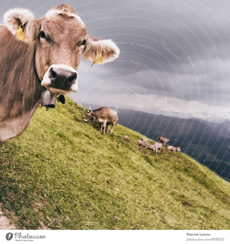 what's up? harmonisch wandern Umwelt Natur Landschaft Pflanze Tier Urelemente Erde Luft Wolken Gewitterwolken Wetter schlechtes Wetter Unwetter Wind Sturm Wiese