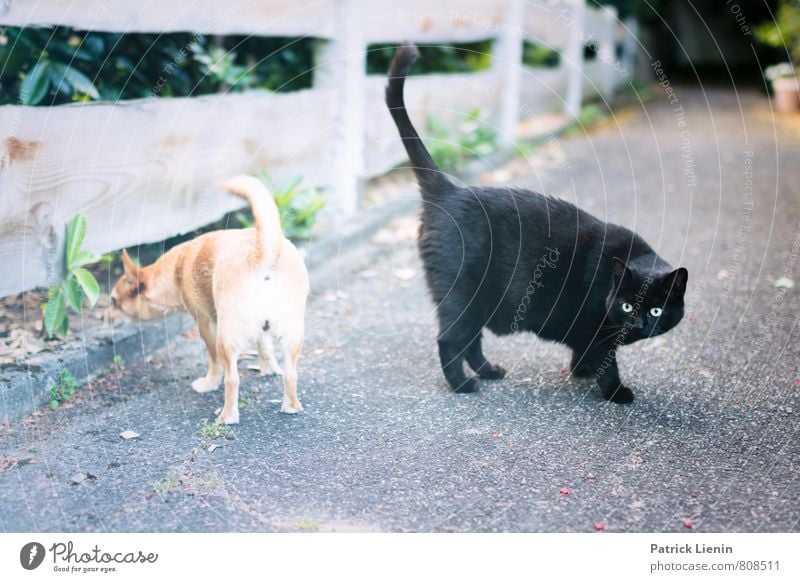 best friends Tier Haustier Hund Katze 2 beobachten Denken sprechen entdecken gehen genießen Kommunizieren Blick warten exotisch Fröhlichkeit schön lustig