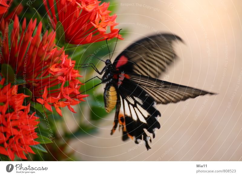 Hunger Natur Pflanze Blume Blüte Tier Flügel 1 fliegen rot schwarz Schmetterling Rüssel Speise Essen Farbfoto Außenaufnahme Nahaufnahme Tag Bewegungsunschärfe