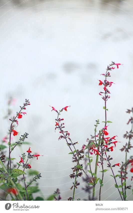 Ringel-Rangel Alternativmedizin harmonisch Wohlgefühl Sinnesorgane ruhig Meditation Freizeit & Hobby Häusliches Leben Garten Feste & Feiern Valentinstag