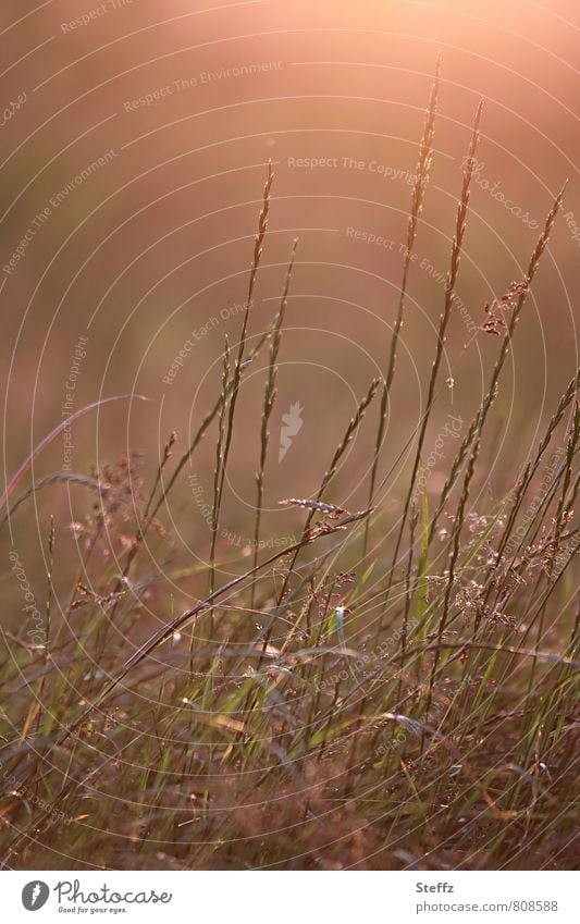 eine Sommerwiese im warmen Licht am Spätnachmittag im Juli Wiese Nachmittagslicht Nachmittagsstimmung heimisch heimische Wildpflanzen warmes Licht warme Farben