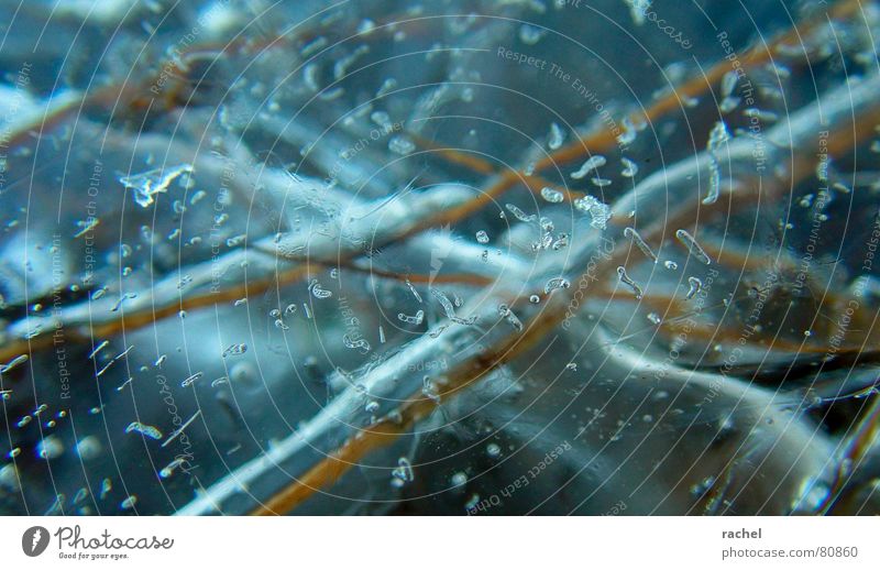 Gefangen im Eis II Mittelgebirge See ungemütlich tiefgekühlt gefangen gefroren eingeschlossen beerdigen kalt Dezember Gras Halm Stengel Aggregatzustand