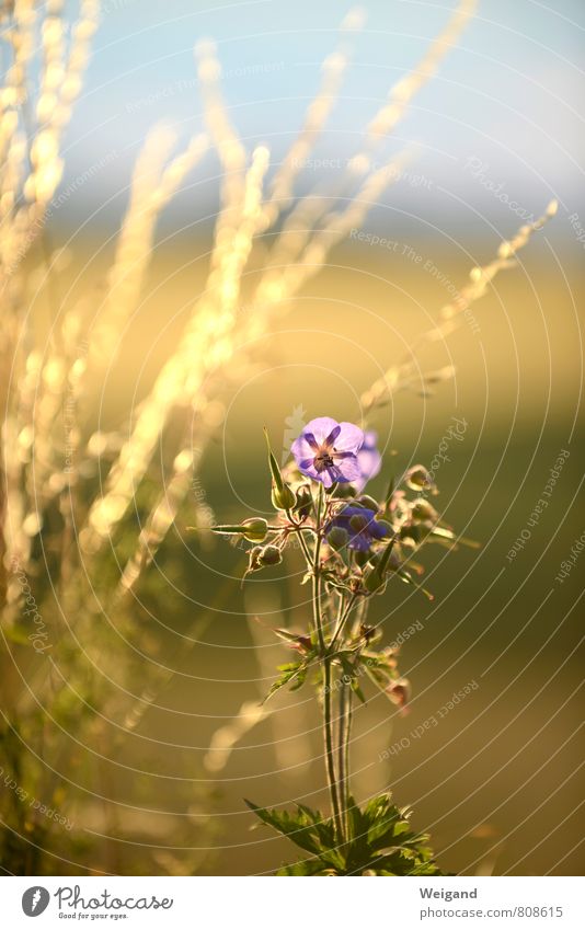 Leuchtturm Umwelt Natur Pflanze Sommer Blume Wiese Feld Duft gold Erholung Freundschaft Frieden Zufriedenheit Inspiration nachhaltig Spazierweg Glückwünsche