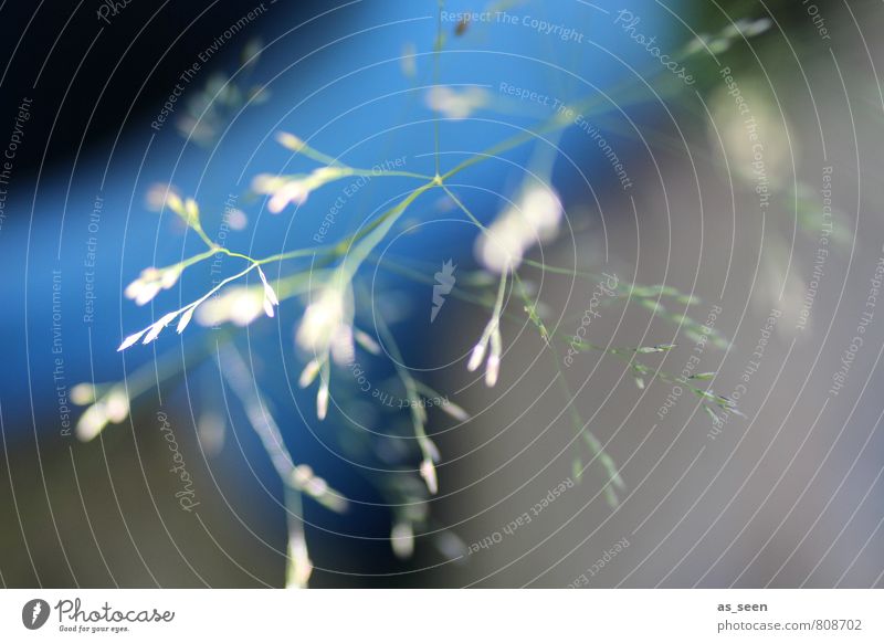 Gräser im Licht Wellness Erholung Garten Umwelt Natur Pflanze Luft Sommer Gras Grünpflanze Wiese Bewegung Blühend Wachstum Stimmung Lebensfreude ästhetisch
