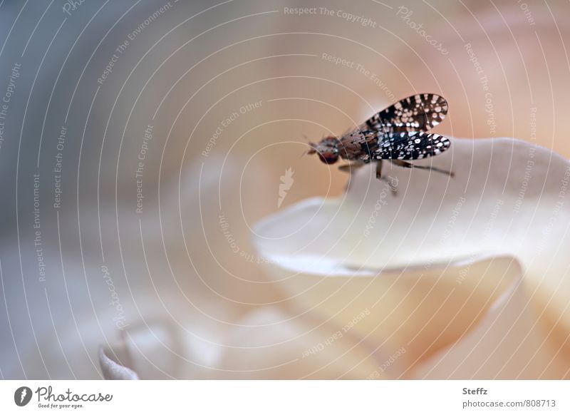 junge Bohrfliege im Festtagskleid Fruchtfliege Fliege Flügel Naturmuster Naturdesign Naturstruktur auffällig ungewöhnlich gemustert auffällig gemustert