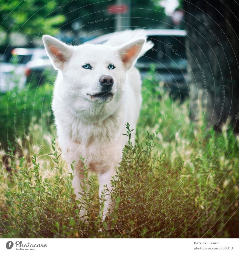 Streuner Umwelt Natur Urelemente Wiese Stadt Tier Haustier Wildtier Hund Tiergesicht 1 Armut authentisch außergewöhnlich elegant exotisch trendy nah klug schön