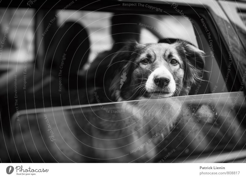 dog days schön harmonisch Zufriedenheit Ausflug Tier Hund 1 Kontakt Mittelpunkt Mobilität Sorge Stimmung Stolz Roadmovie PKW Autofenster Neugier gespannt