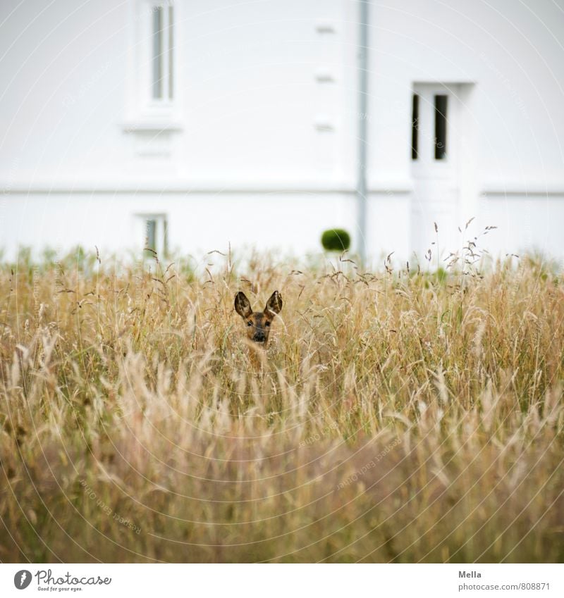 Moin Umwelt Natur Landschaft Sommer Pflanze Gras Wiese Feld Haus Fassade Fenster Tür Tier Wildtier Reh 1 beobachten Blick frei natürlich Neugier Wachsamkeit