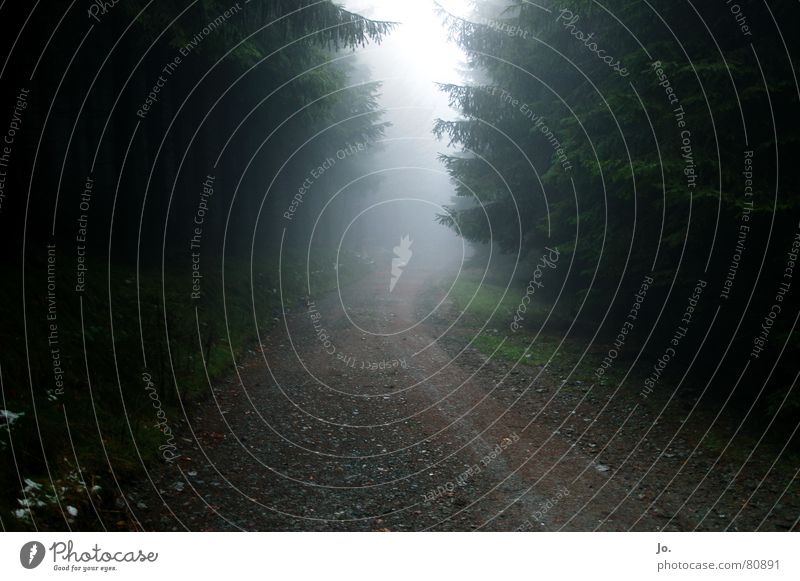 ab in den Nebel Wald grün Fußweg Sauerland Baum Tanne Herbst Wege & Pfade