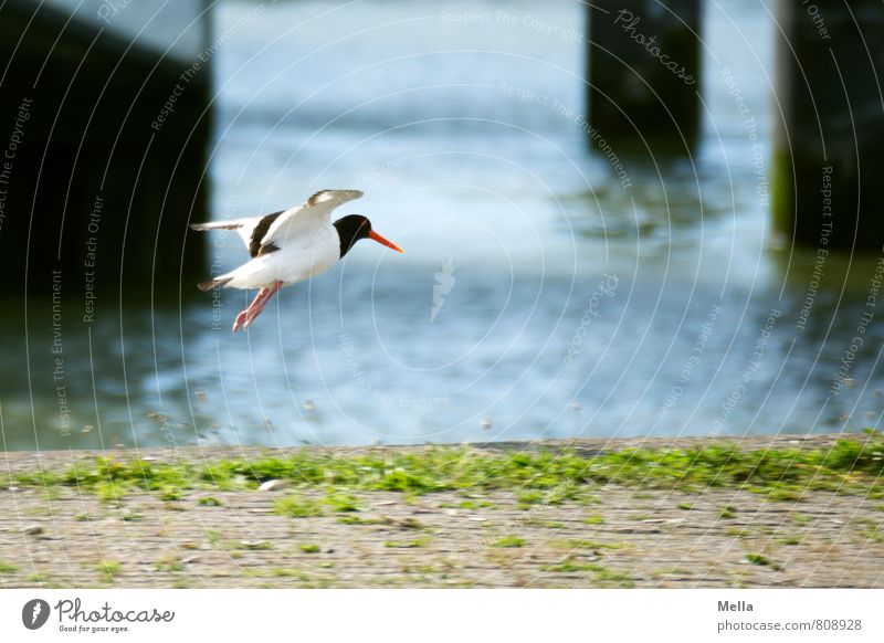 Landeeeen! Umwelt Natur Tier Wasser Küste Hafen Vogel Austernfischer 1 Stele fliegen frei natürlich Freiheit Landen Anlegestelle Am Rand Randzone Farbfoto