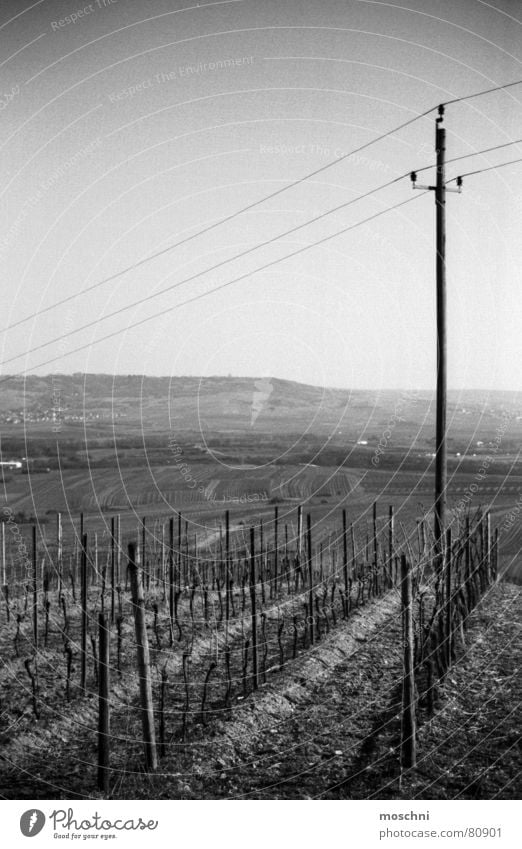 Weinberge Bingen Strommast Aussicht Ferne Winzer luftperspektive Schwarzweißfoto weinliebhaber