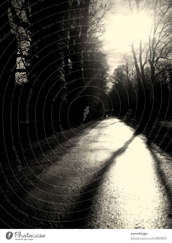 Nach dem Regen 2 Schwarzweißfoto Licht Reflexion & Spiegelung verdunkeln Promenade Ferne Bürgersteig verloren feucht Allee Fußweg nass Lichteinfall Schatten