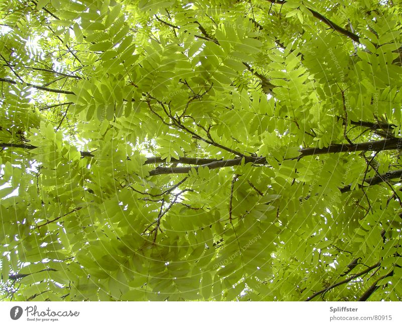 chillin' Sommer Geborgenheit Baum Blatt Erholung Sommertag Frieden Schatten Natur Zweig