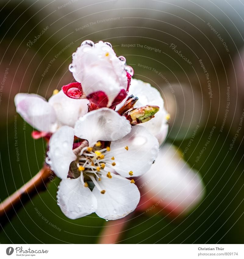 Apfelblüte im Regen Gesundheit Umwelt Natur Wassertropfen Frühling schlechtes Wetter Pflanze Baum Blüte apfelblüte Wiese Blühend Duft Wachstum ästhetisch braun