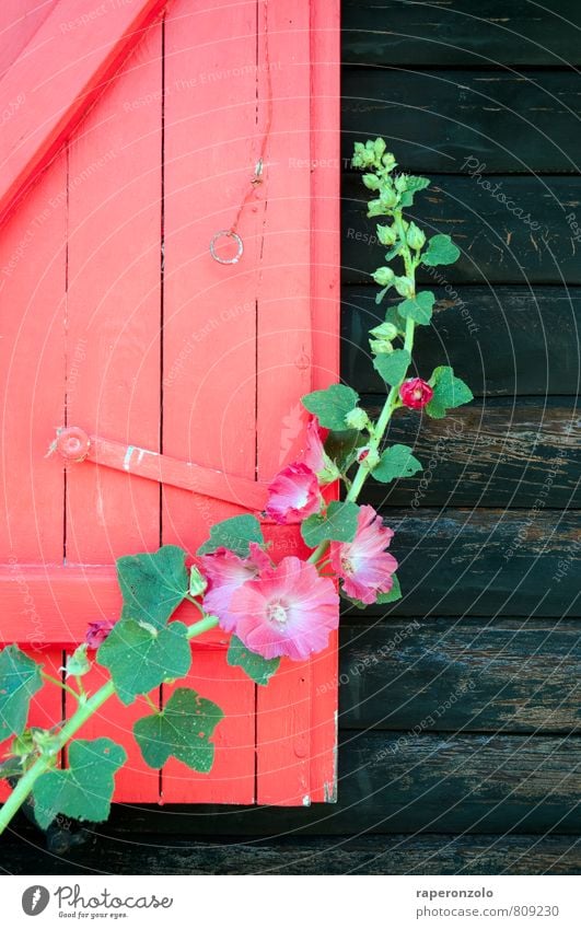 colour matters Sommer Sommerurlaub Haus Pflanze Blume Blüte Hütte Mauer Wand Fenster Holz Wachstum schön grün rosa rot schwarz Nostalgie Tradition